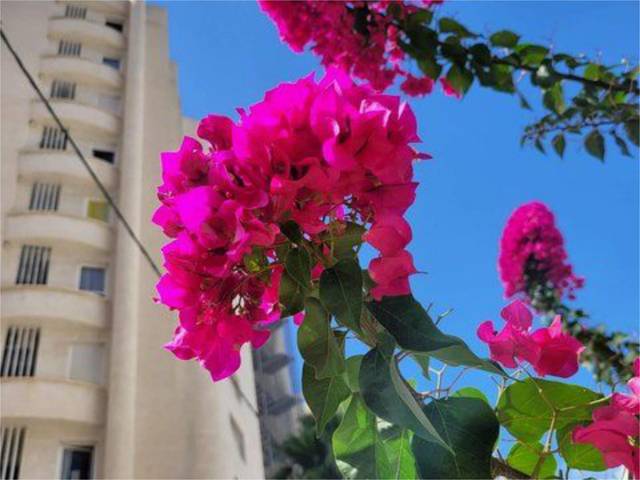 Piso en Alquiler en Avenida de Montecarlo, 3 en Rincón Alto