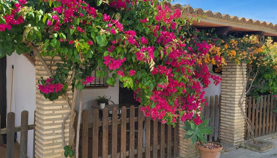 Pis de lloguer a Pago Roche Viejo, 76, Conil, Conil de la Frontera - imatge 1 Foto 1 de Pis de lloguer a Pago Roche Viejo, 76, Conil, Conil de la Frontera