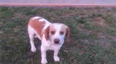 House or chalet for sale in Los Rosales, A Coruña Capital - image 3 Photo 3 of House or chalet for sale in Los Rosales, A Coruña Capital