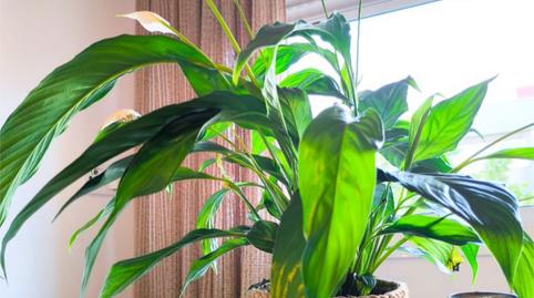 Foto 2 de Pis de lloguer a Plaça Plaza Manuel Torre, 1, San Pablo,  Sevilla Capital