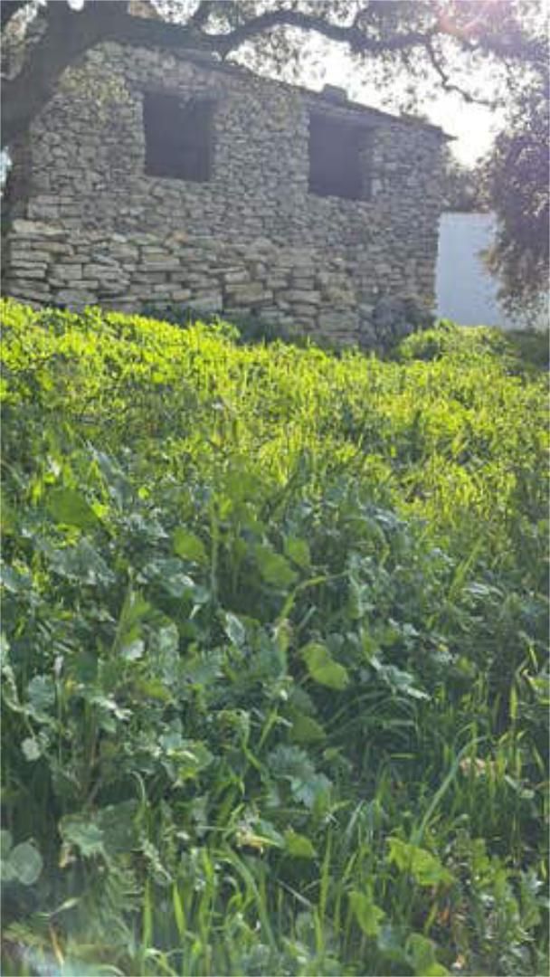 Jardí de Casa o xalet en venda en Algarinejo amb Terrassa