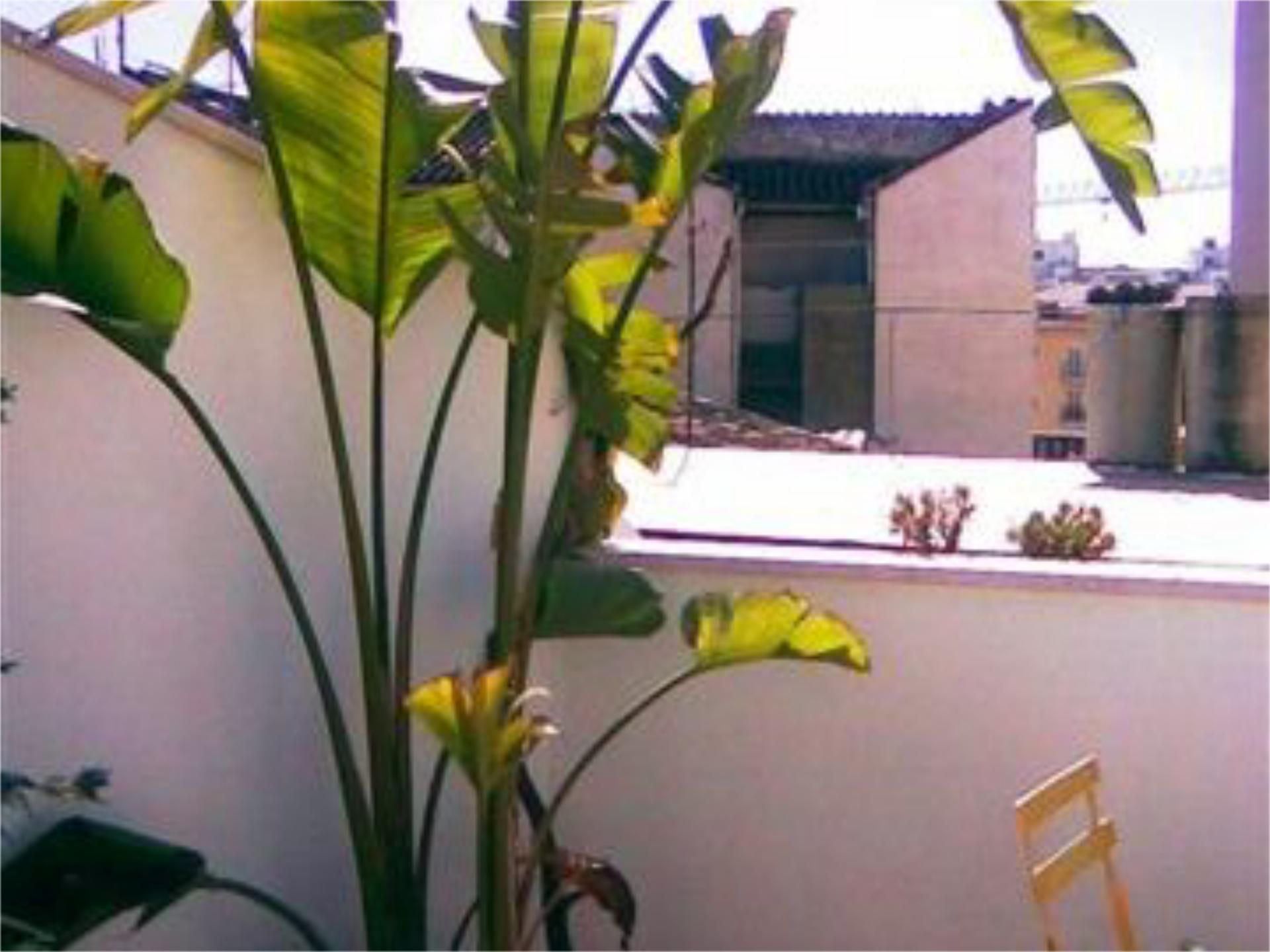 Terraza de Ático de alquiler en Málaga Capital