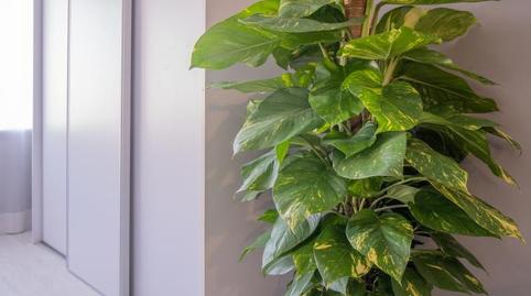 Foto 5 de Pis de lloguer a Carrer de Don Juan de Austria, 4b, Sant Francesc,  Valencia Capital