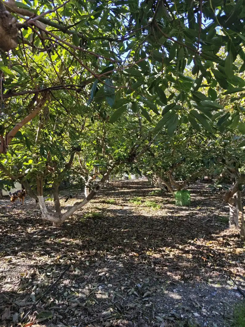 Finca rústica en venta en Diseminado la Garnatilla P37, 46, Los Tablones - La Garnatilla Jardín de Finca rústica en venta en Motril