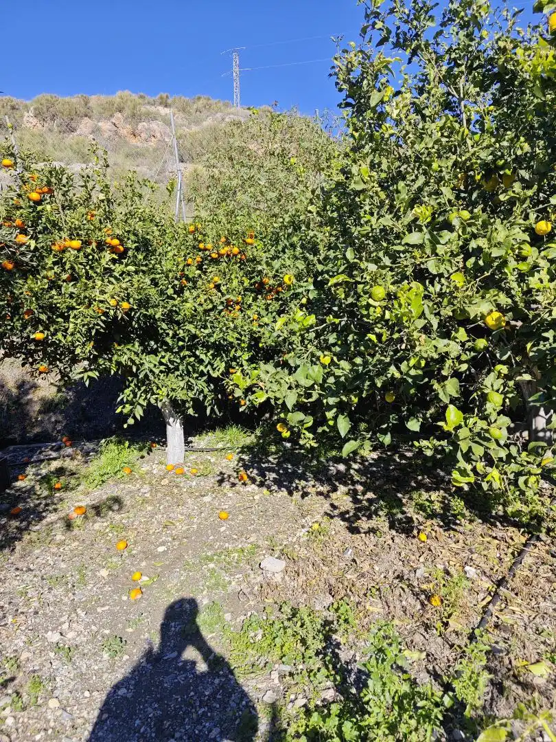 Finca rústica en venta en Diseminado la Garnatilla P37, 46, Los Tablones - La Garnatilla Jardín de Finca rústica en venta en Motril