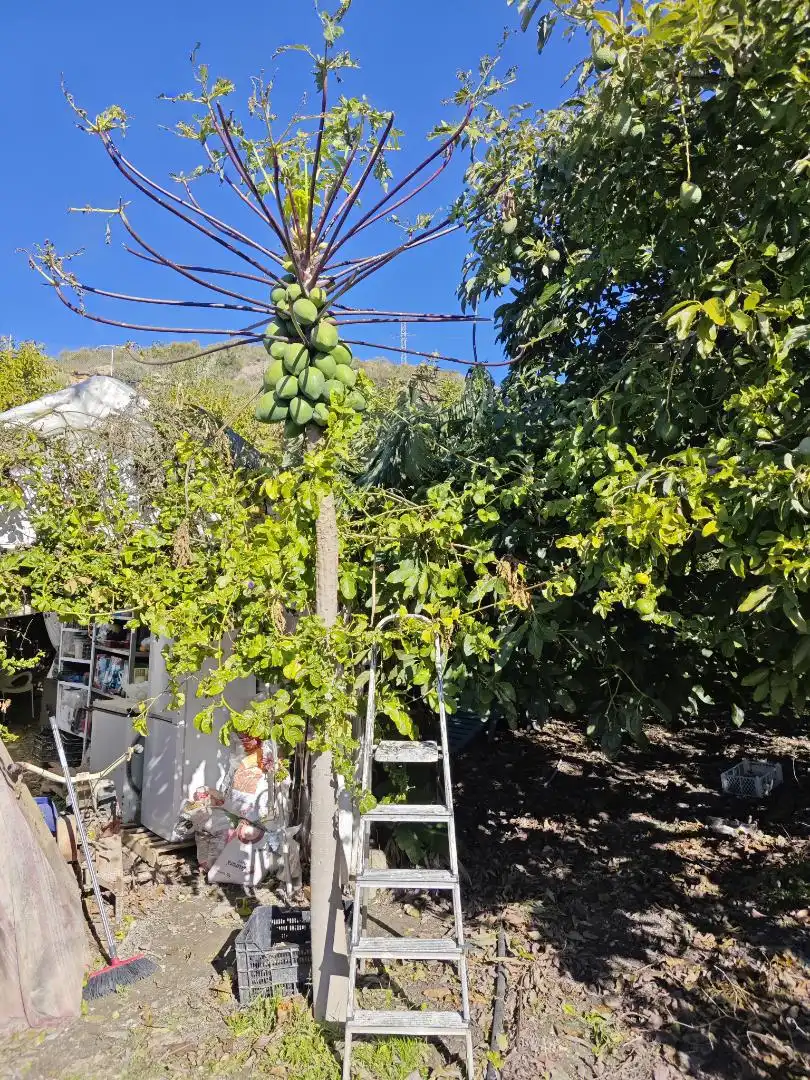 Finca rústica en venta en Diseminado la Garnatilla P37, 46, Los Tablones - La Garnatilla Jardín de Finca rústica en venta en Motril