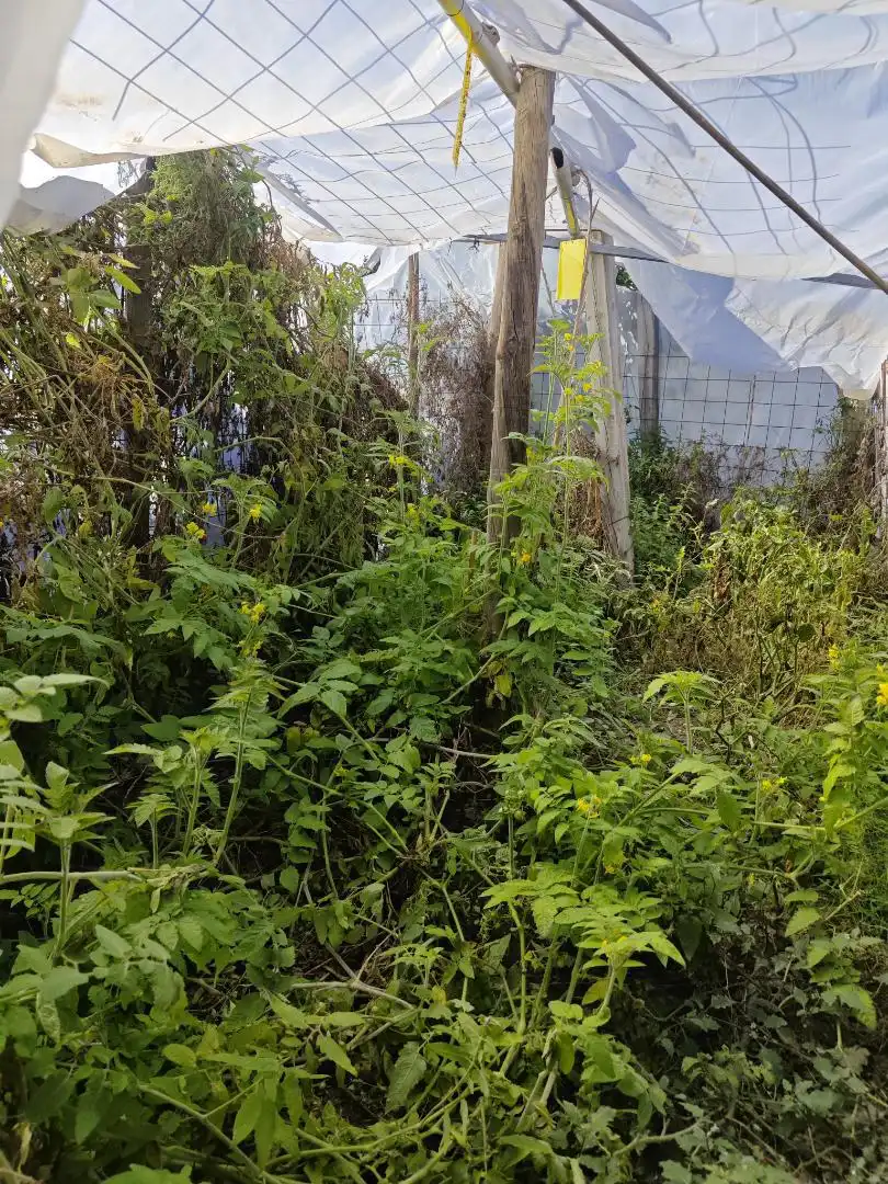 Finca rústica en venta en Diseminado la Garnatilla P37, 46, Los Tablones - La Garnatilla Finca rústica en venta en Motril
