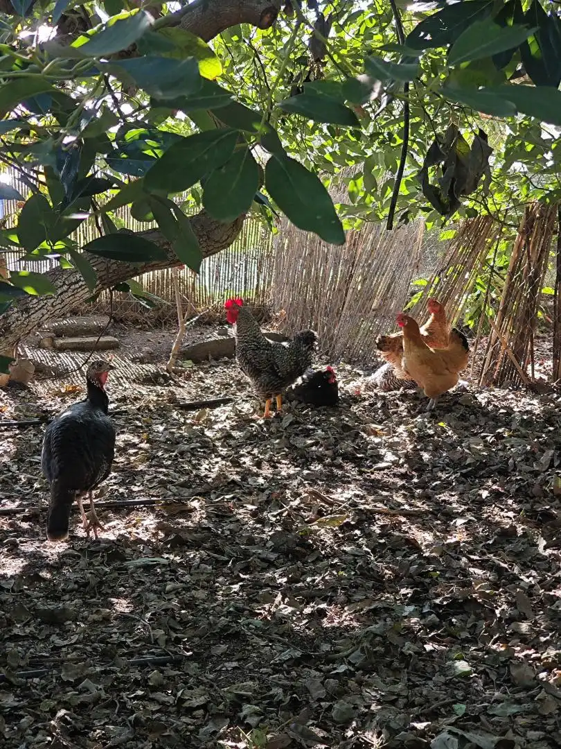 Finca rústica en venta en Diseminado la Garnatilla P37, 46, Los Tablones - La Garnatilla Jardín de Finca rústica en venta en Motril