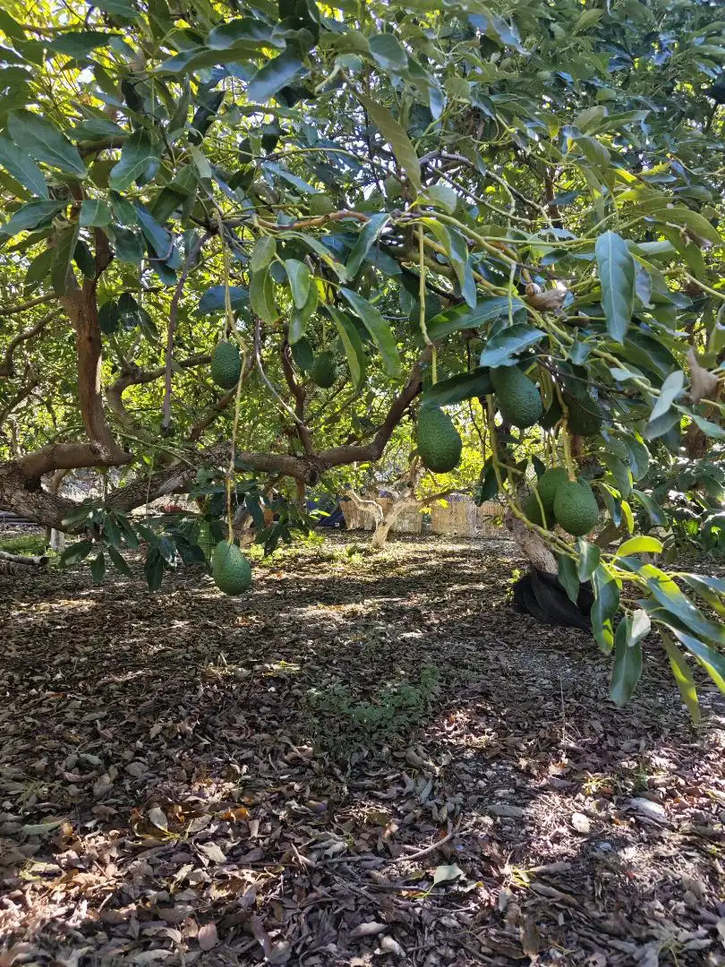 Finca rústica en venta en Diseminado la Garnatilla P37, 46, Los Tablones - La Garnatilla Jardín de Finca rústica en venta en Motril