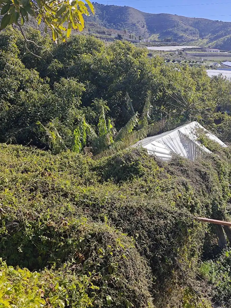 Finca rústica en venta en Diseminado la Garnatilla P37, 46, Los Tablones - La Garnatilla Jardín de Finca rústica en venta en Motril