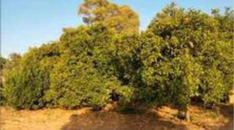 Foto 2 de Casa o xalet en venda a Bellavista,  Sevilla Capital