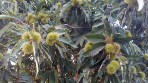 Pis en venda a Calera de León, Badajoz - imatge 5 Foto 5 de Pis en venda a Calera de León, Badajoz