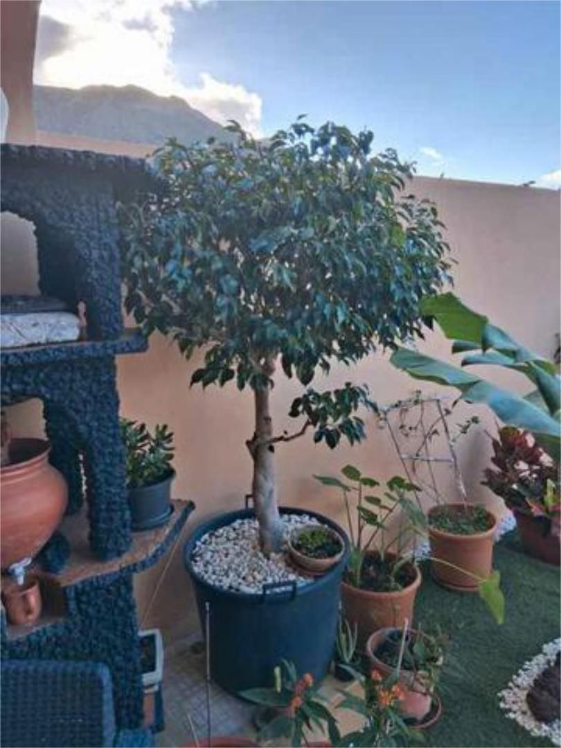 Garden of Single-family semi-detached for sale in Buenavista del Norte  with Private garden, Terrace and Storage room