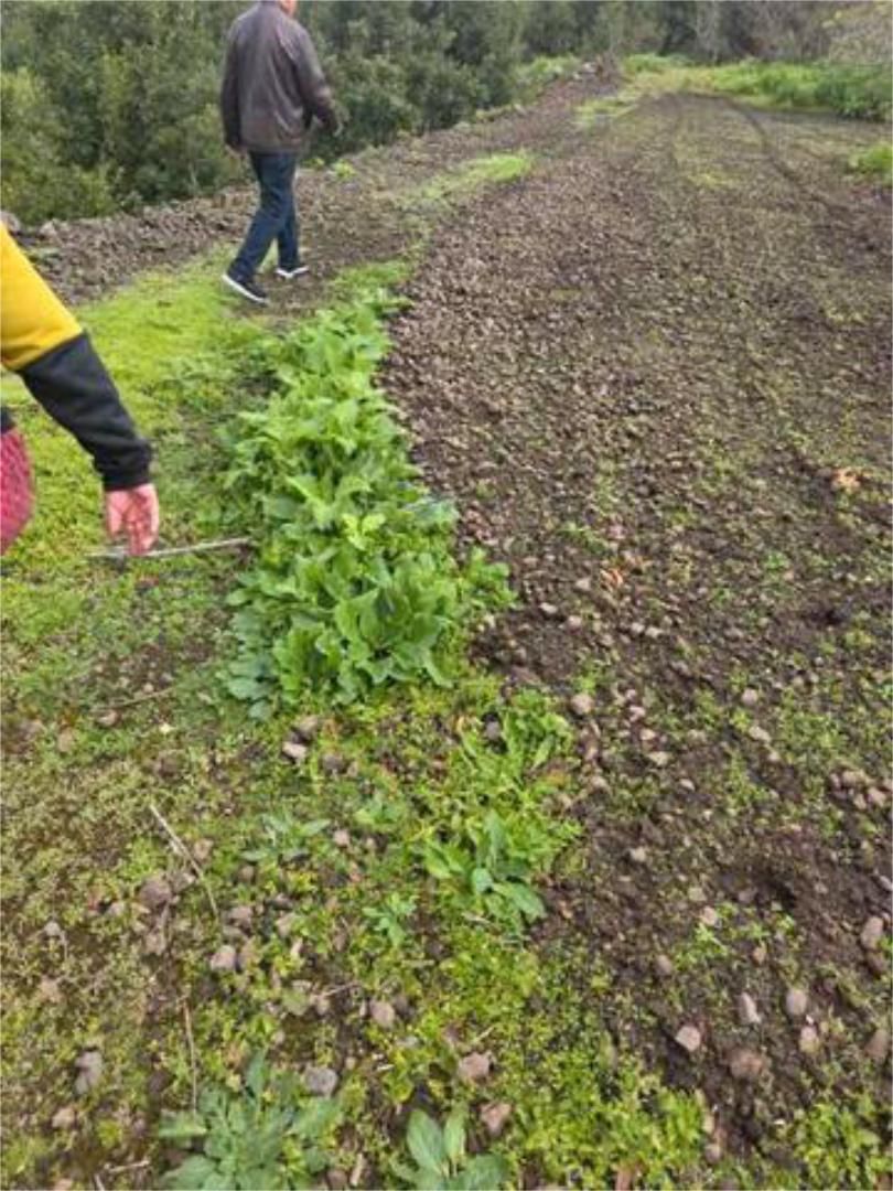 Garden of Apartment to rent in San Miguel de Abona