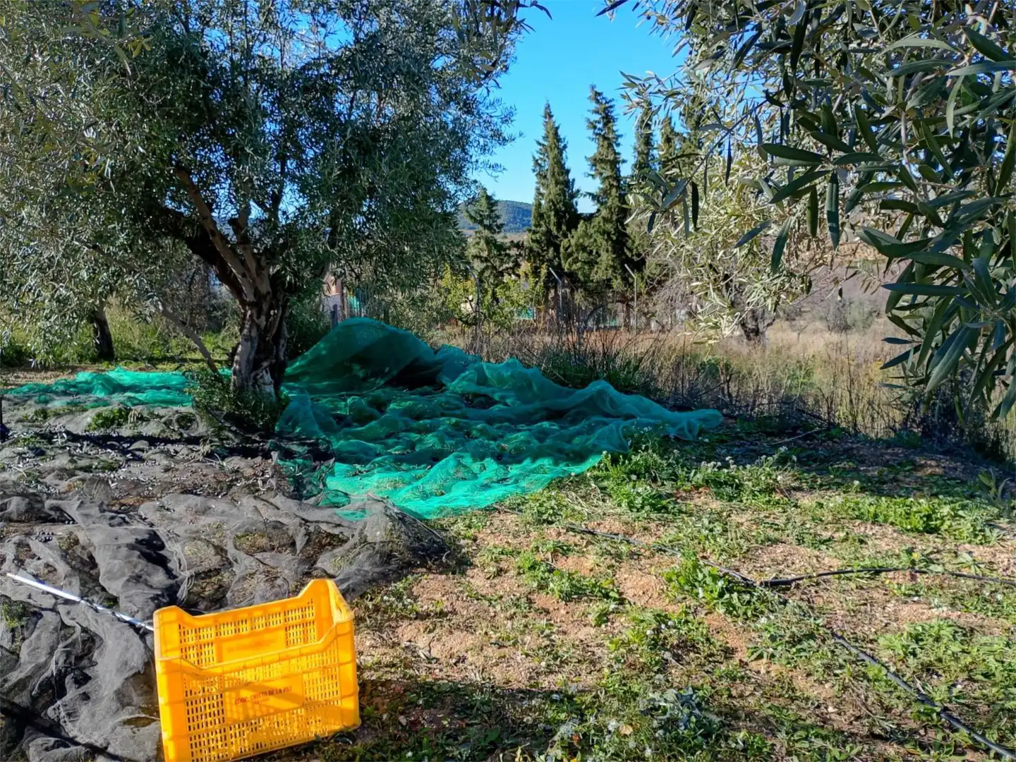 Jardín de Finca rústica en venta en Casinos con Aire acondicionado, Terraza y Piscina