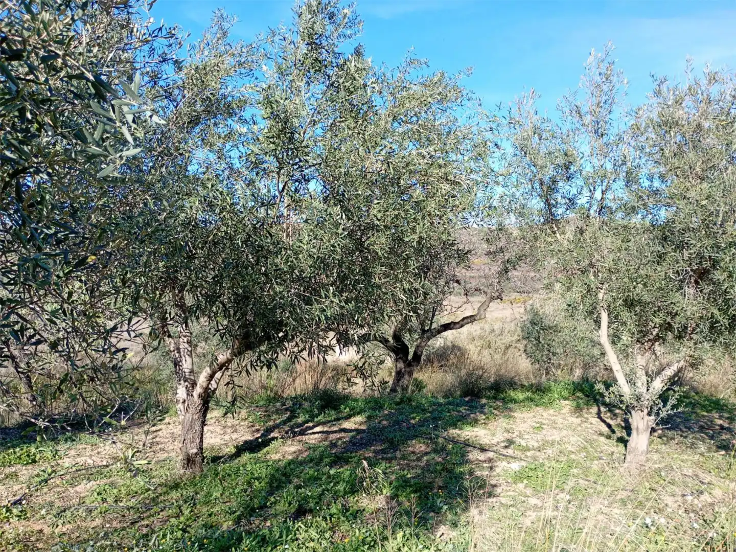 Finca rústica en venta en Casinos con Aire acondicionado, Terraza y Piscina