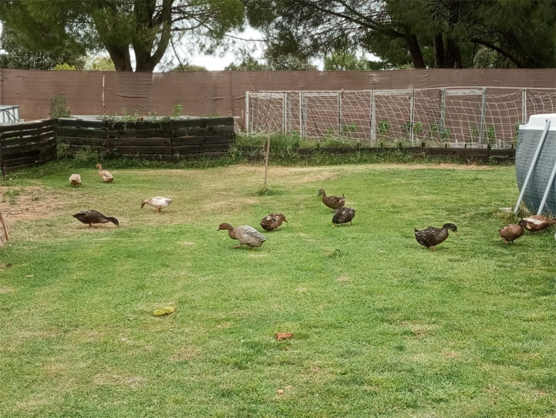 Country house to rent in Calle Salas Pombo, 11, Valdunciel