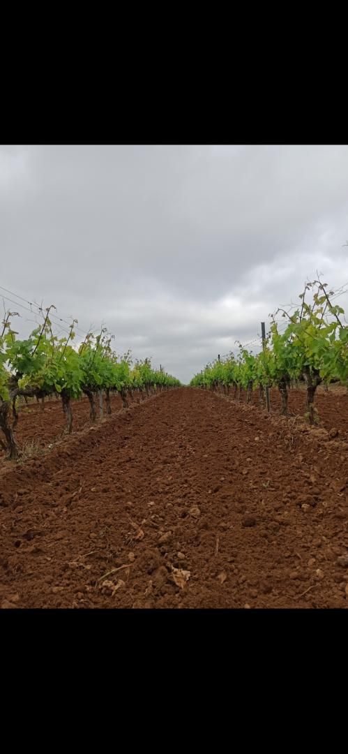 Exterior view of Land for sale in Villalba de Rioja