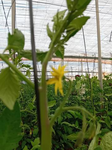 Terreno en Venta en Carretera la Estacion, 2 en Abla