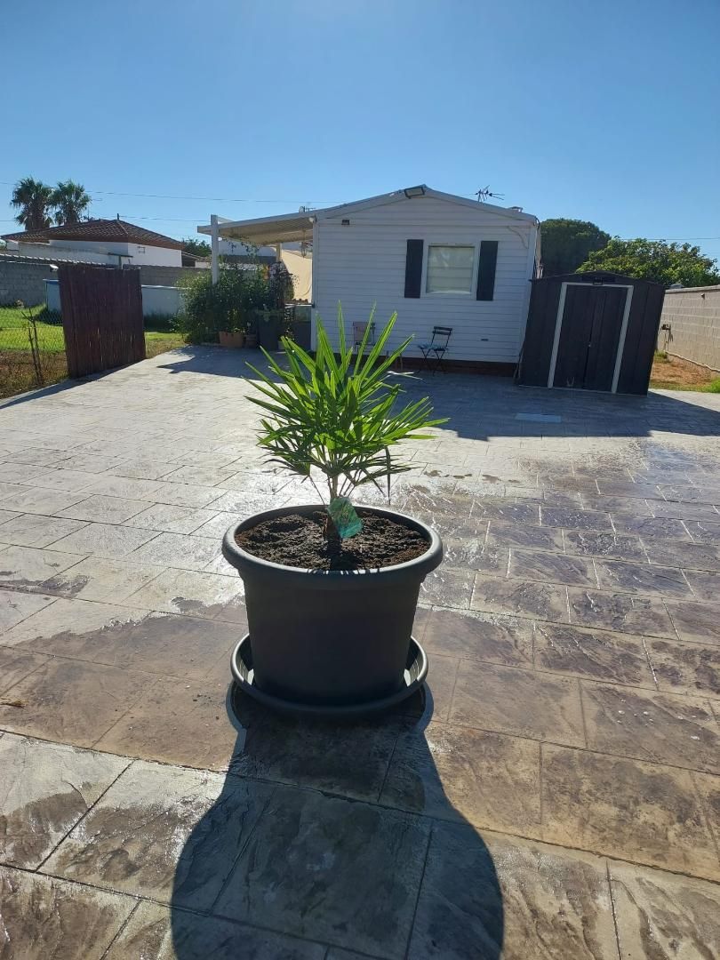 Jardí de Casa o xalet en venda en Chiclana de la Frontera amb Aire condicionat, Piscina i Moblat