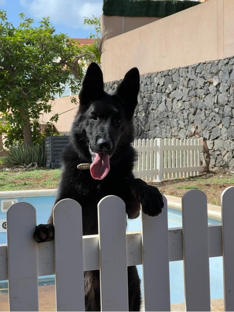 Garden of Flat for sale in  Santa Cruz de Tenerife Capital  with Private garden, Terrace and Swimming Pool