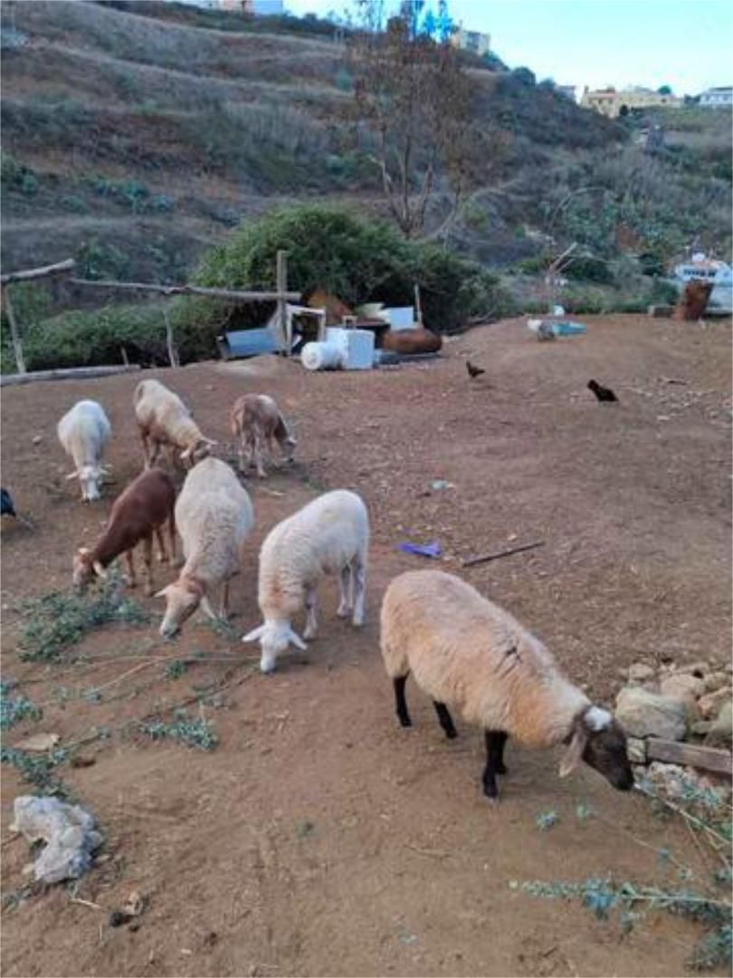 Flat to rent in Santa María de Guía de Gran Canaria