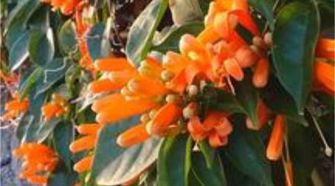 Apartament en venda a Icod de los Vinos pueblo, Icod de los Vinos - imatge 3 Foto 3 de Apartament en venda a Icod de los Vinos pueblo, Icod de los Vinos