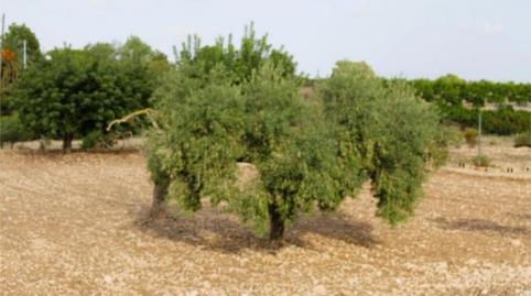 Photo 5 of Country house for sale in Calle Alfonso XIII, 26, La Murada - Los Vicentes, Orihuela