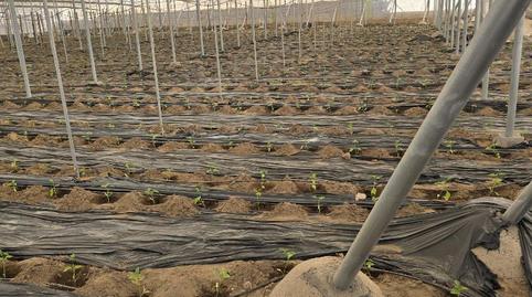 Foto 2 de Finca rústica en venda a Avenida Buenos Aires, 12, Santo Domingo, El Ejido