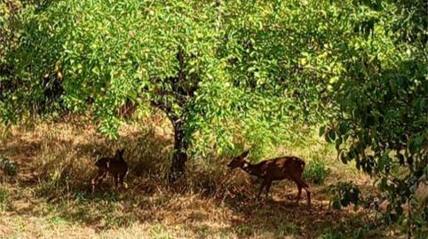 Photo 4 of Country house for sale in Ou-113, 9, Verín, Ourense