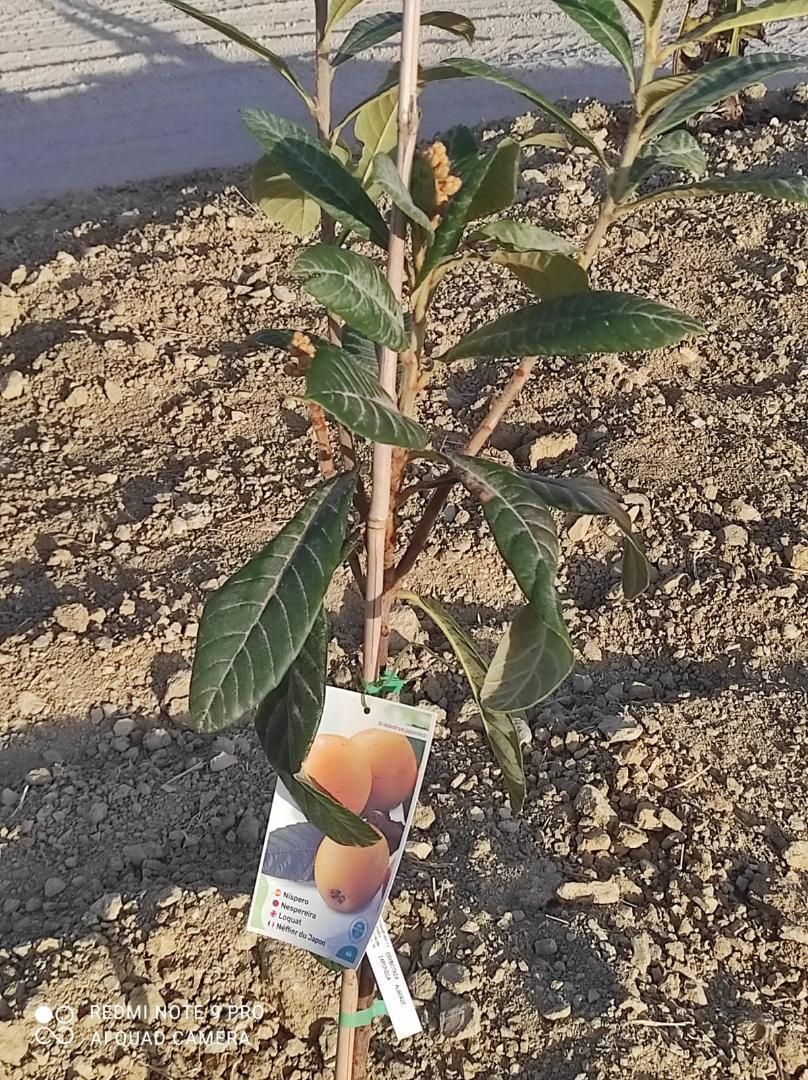 Country house for sale in Benalmádena