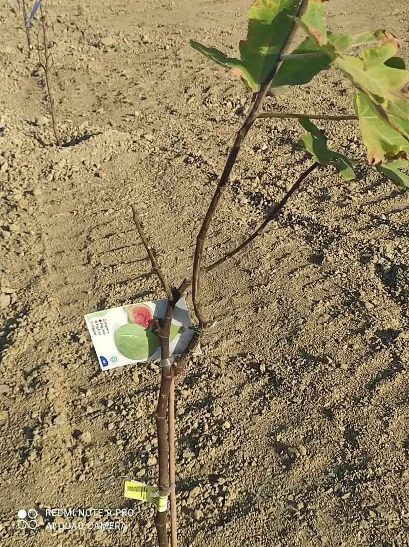 Finca rústica en venta en Avenida de la Estación, 13, Arroyo de la Miel Jardín de Finca rústica en venta en Benalmádena