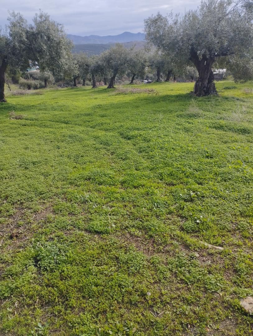 Terreno en venta en Barriada Estación de las Mellizas, Álora Terreno en venta en Álora