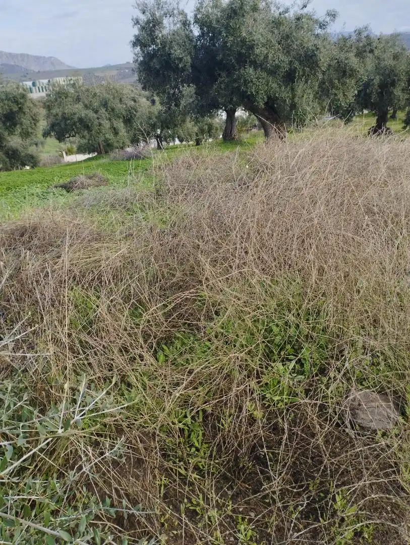 Terreno en venta en Barriada Estación de las Mellizas, Álora Terreno en venta en Álora