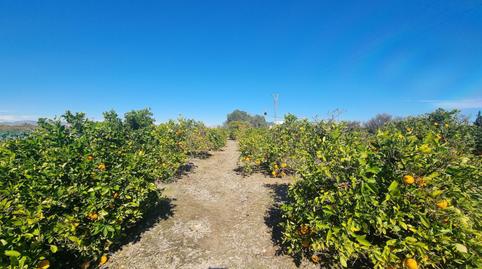Photo 3 of Land for sale in Partida la Rinconada, 4f, El Edén, Guardamar del Segura