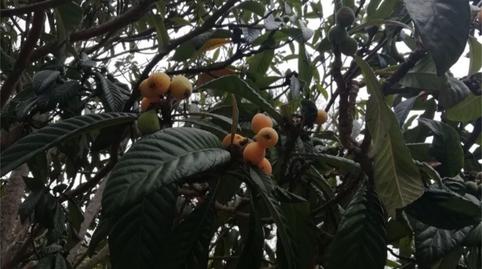 Photo 5 of Country house for sale in Lomo Blanco, 22, San Juan de la Rambla, Santa Cruz de Tenerife