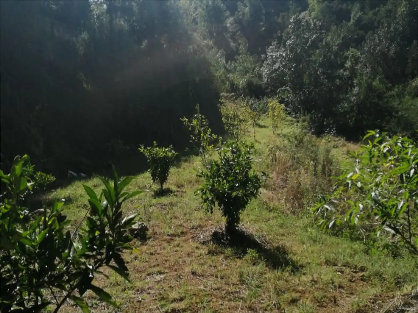 Country homes for sale in Lomo Blanco, 22, San Juan de la Rambla