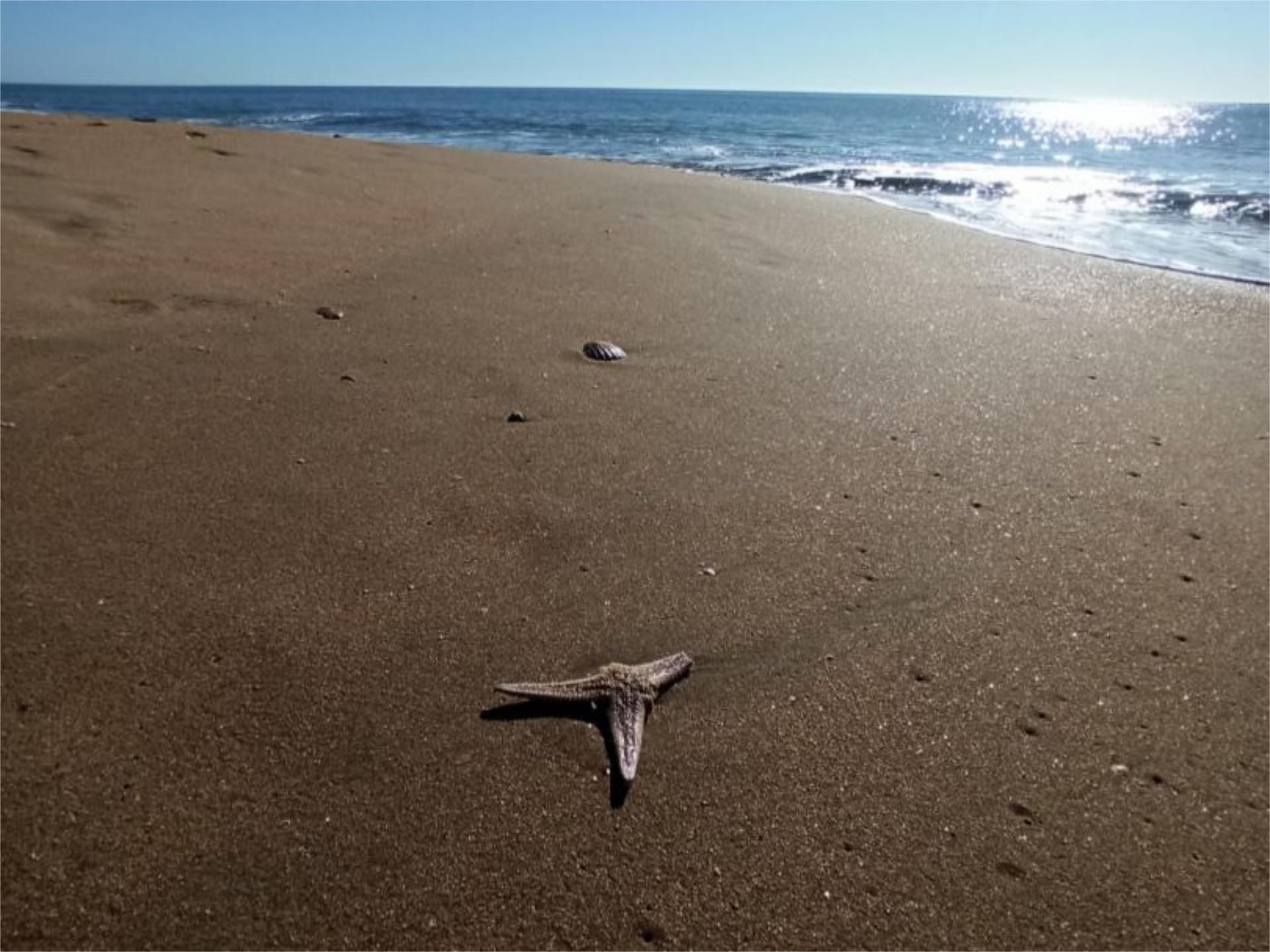 Exterior view of House or chalet for sale in Lepe  with Terrace, Swimming Pool and Balcony