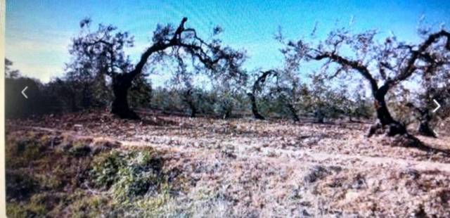 Terreno en Venta en Calle Maestro Rodrigo, 2 en Olivares