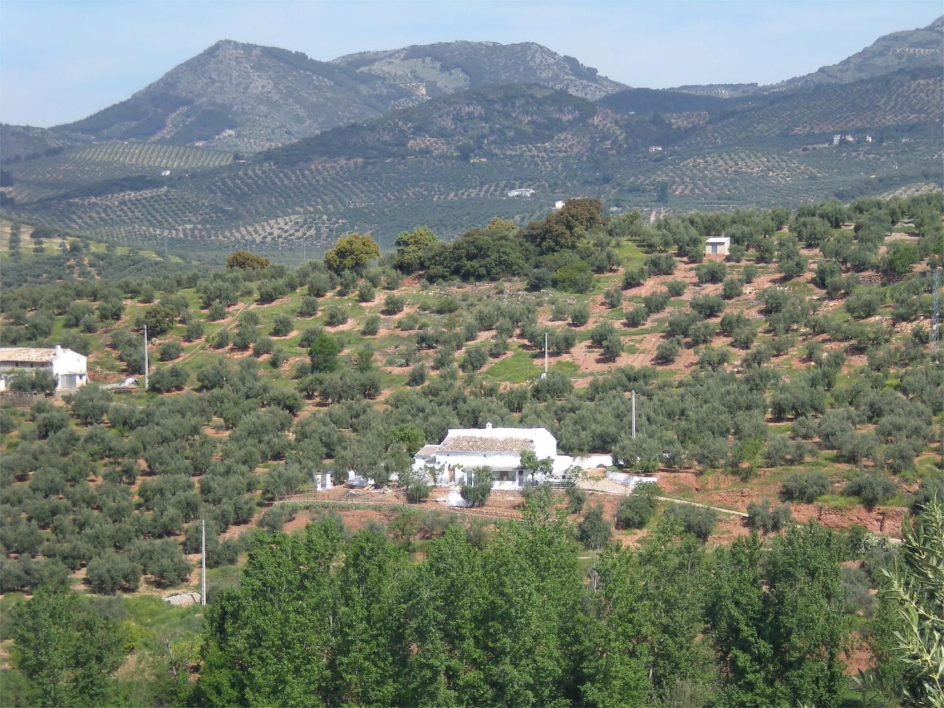 Garden of Country house for sale in Castillo de Locubín