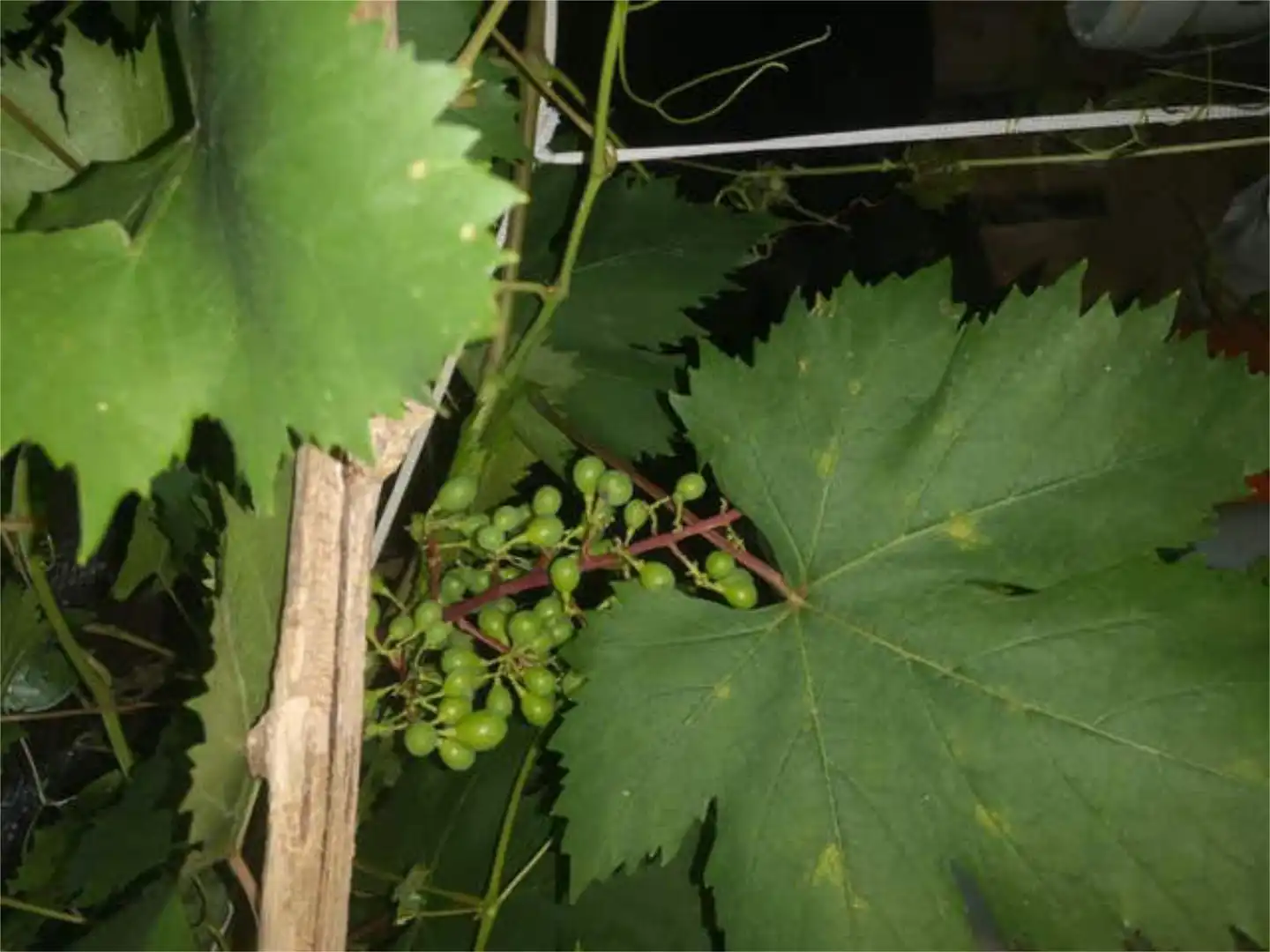 Jardí de Casa adosada en venda en Monistrol de Calders amb Terrassa i Piscina