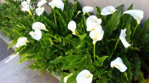 Photo 5 of House or chalet to rent in Cebreros, Ávila