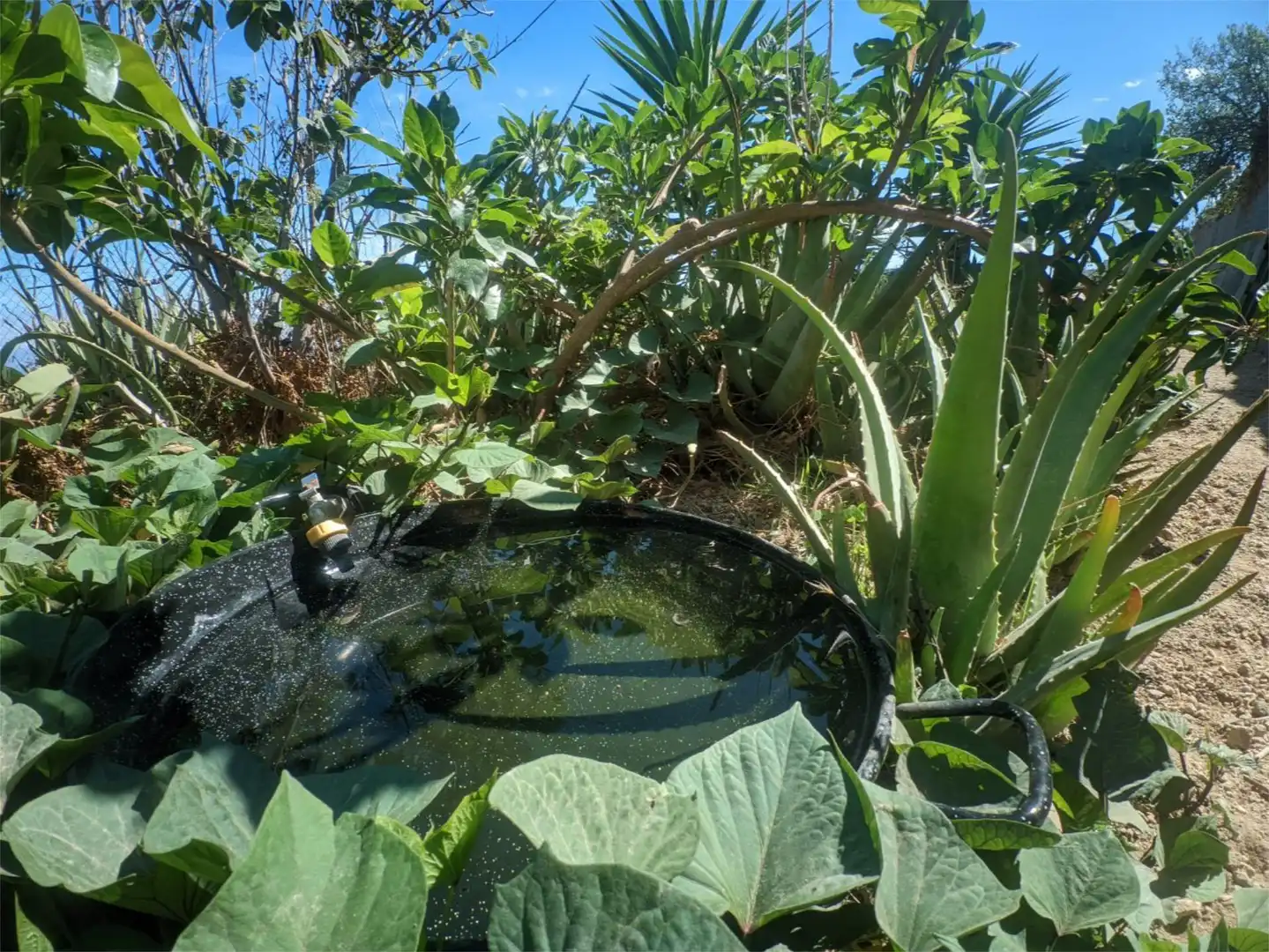 Wohnung zum Verkauf in Calle Lomo de la Medida, 1, El Escobonal - Pájara Garten von Wohnung zum Verkauf in Güímar mit Klimaanlage, Heizung und Privatgarten