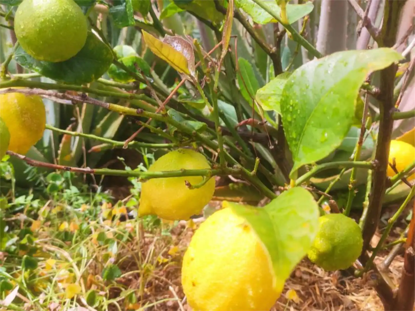 Wohnung zum Verkauf in Calle Lomo de la Medida, 1, El Escobonal - Pájara Garten von Wohnung zum Verkauf in Güímar mit Klimaanlage, Heizung und Privatgarten