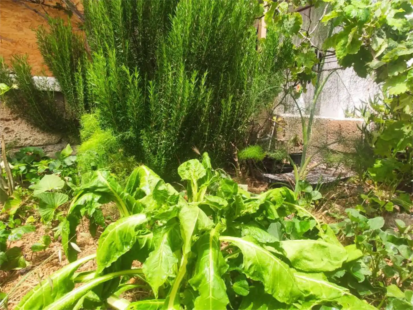Wohnung zum Verkauf in Calle Lomo de la Medida, 1, El Escobonal - Pájara Garten von Wohnung zum Verkauf in Güímar mit Klimaanlage, Heizung und Privatgarten