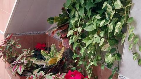 Casa adosada en venta en Carril de las Morillas, 46, El Tejar - Hacienda Bizcochero, Málaga Capital - imagen 4 Foto 4 de Casa adosada en venta en Carril de las Morillas, 46, El Tejar - Hacienda Bizcochero, Málaga Capital