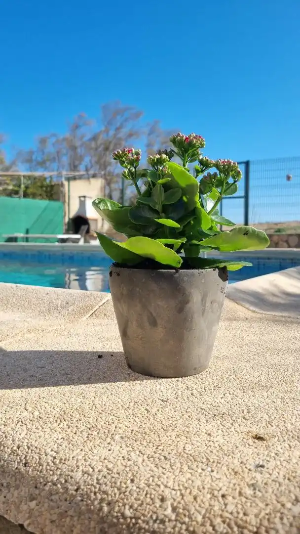 Houses for rent in Entrada de Marina, 258, Tavernes de la Valldigna Swimming pool of Houses for rent in Tavernes de la Valldigna with Terrace, Swimming Pool and Furnished
