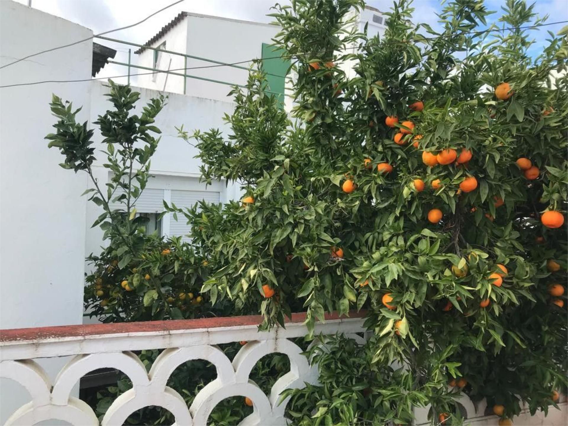 Garden of House or chalet for sale in Olivenza  with Heating, Terrace and Furnished