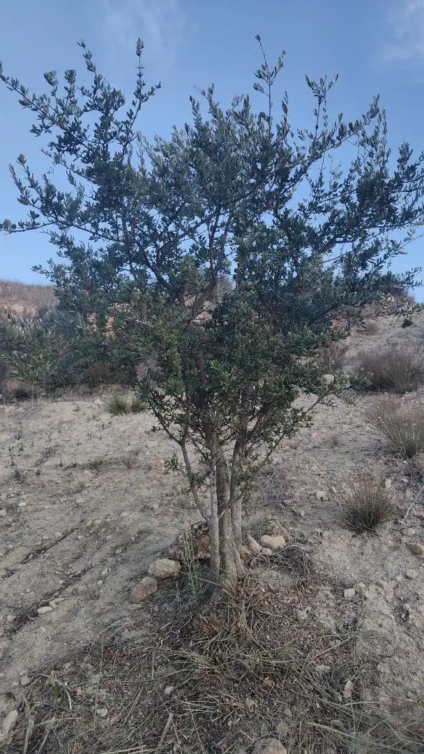 Terreno en venta en Plaza Del Ayuntamiento, 21, Lucainena de las Torres Terreno en venta en Lucainena de las Torres
