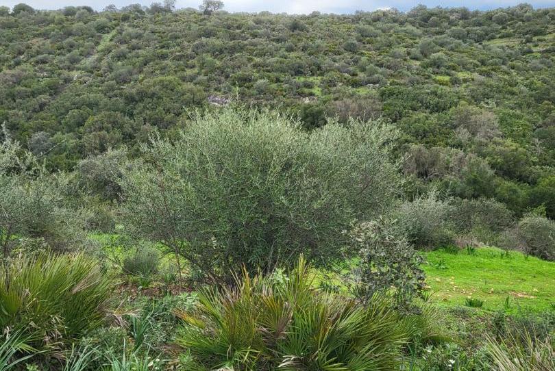 Finca rústica en venda a Calle Héctor Villa-lobos, 5, Alegría de la Huerta- Jardín de Málaga, Málaga Capital - imatge 1 Foto 1 de Finca rústica en venda a Calle Héctor Villa-lobos, 5, Alegría de la Huerta- Jardín de Málaga, Málaga Capital